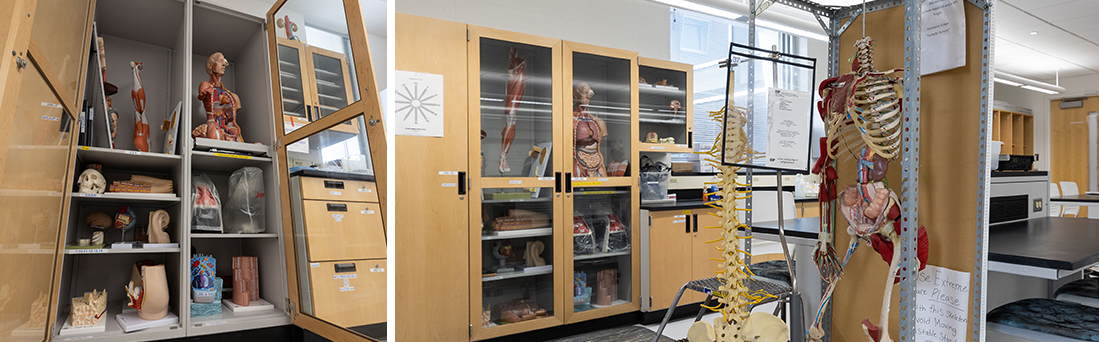 Anatomical models in the Cadaver Lab, UW-Stout.