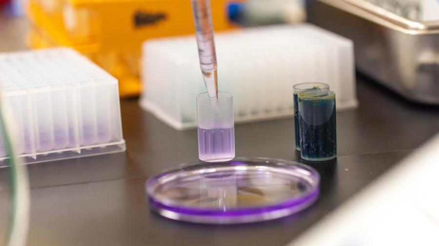 Caitlyn Lisota’s research is part of a project to create rapid, ready-to-use, low-cost test kits for the bacteria E. coli and coliforms.