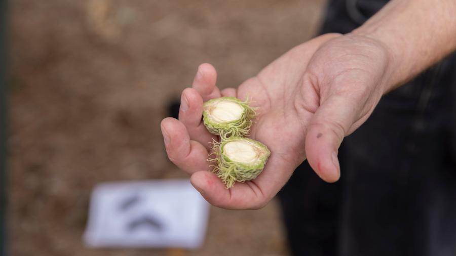 A hand holding an acorn split in half