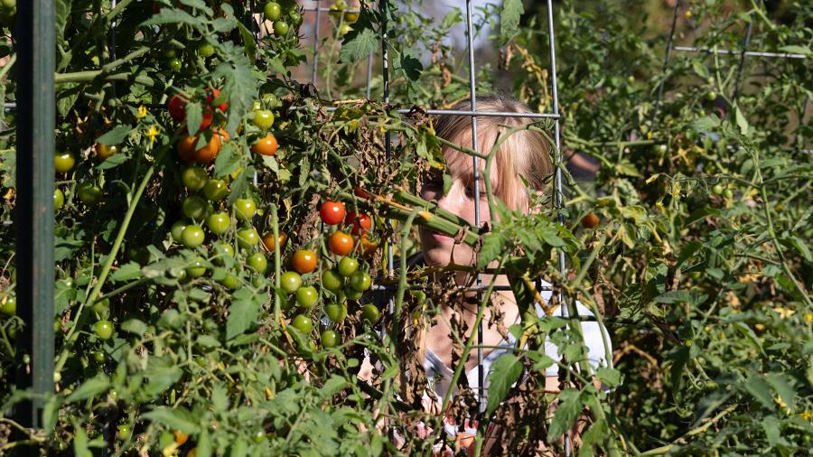 A UW-Sprout Campus Garden student employee harvests cherry tomatoes.