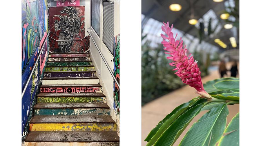 Side by aide photos of a painted subway staircase and a tropical flower at a conservatory.