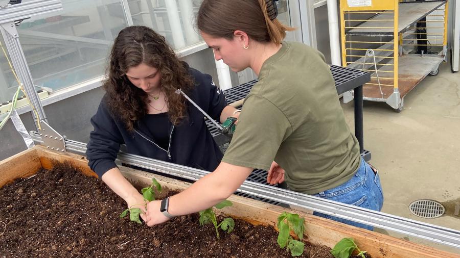 UW-Stout student Jessica Qualich, left, conducts research at the Jarvis Hall greenhouse.