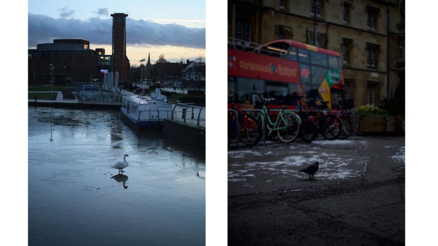 Side-by-side photos of a lone swan standing on a frozen river and a pigeon next to a double-decker bus