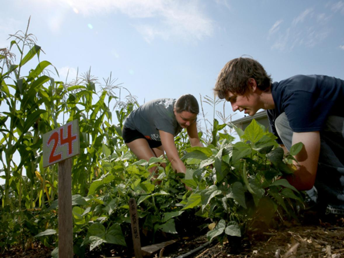 Students Katie Ankowicz and Connor Hobart work in the UW-Sprout Campus Garden.