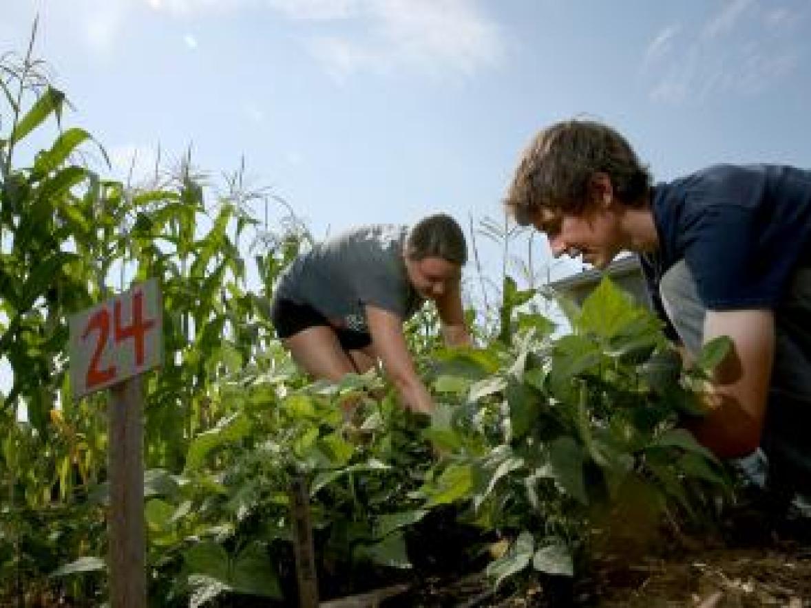 Students working in the campus garden