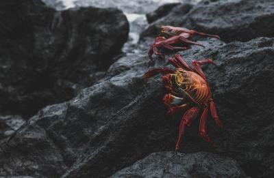 Sally Lightfoot Crab in the Galapagos. Photo provided by Megan Johnson