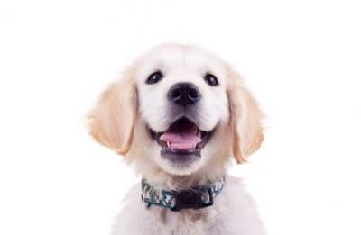 happy cocker spaniel