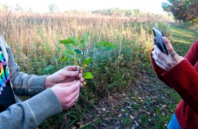 Students photograph a plant.