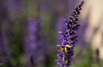 Pollinators return to campus as the flowers bloom.
