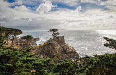 Lone Tree in California
