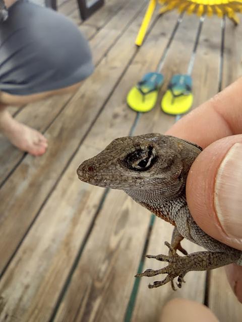 A brown anole on Isla Zafiro was among the diverse flora and fauna students experienced on the trip. 