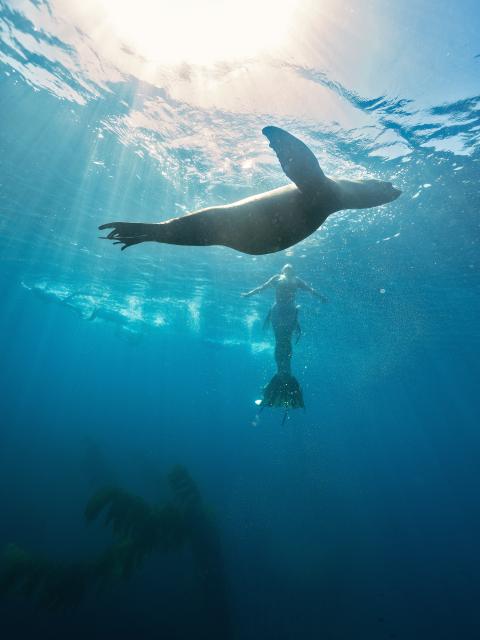 A diver underwater, wearing fins, floats below a sea lion swimming toward the surface.