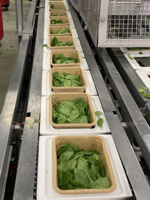 A food production line features a row of open containers moving along a conveyor system, each filled with fresh leafy greens. Industrial metal equipment surrounds the line, with scattered leaves visible on nearby surfaces.